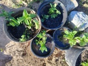 Mięta sadzonka tradycyjna nadwyżki 