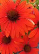 Rudbekia jeżówka mix odmian nasiona około 1g 