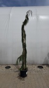 Cyprysik nutkajski "Moonshot" 250cm+