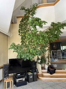 Fikus benjamin 4.5m duże drzewo