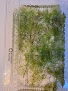 Limnophila Sessiflora 10 pędów