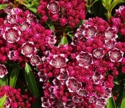 Kalmia szerokolistna "Kaleidoskope" 
