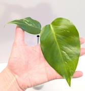 Monstera variegata - sadzonka pędowa ukorzeniona rosnąca C