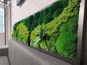 Tryptyk obraz mech chrobotek ramka 23x32cm 3 szt.