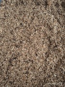 Mech torfowiec drobny sphagnum anthurium monstera