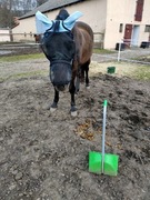 Świeży obornik koński, super nawóz!