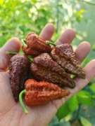 Papryka świeża ostra Apocalypse Scorpion Chocolate 1kg papryczki ostre