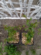 Głóg jednoszyjkowy - sadzonka ok. 50cm w donicy