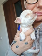 Biszkoptowy piesek Chihuahua Dior. Gotowy do zmiany domku