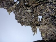 100g BlueBerry super susz CBD okazja promocja wyprzedaż premium 