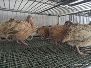 Jaja lęgowe, przepiórka Mandżurska złota