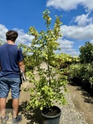 Acer campestre, Klon polny, wys.180-220cm, 220-250, forma wielopniowa