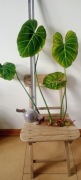 Philodendron Gloriosum dark form