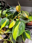 Philodendron Scandens Brasil