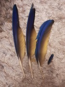 Pióra papuga ara niebieskie 