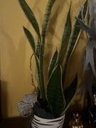 SANSEWIERIA GWINEJSKA W DONICZCE DUŻA PRAWDZIWA ROŚLINA DONICZKOWA 80 cm