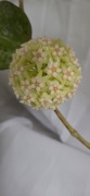 Hoya Snow leopard 