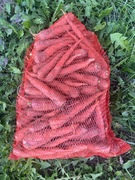 Marchew Karotan 12,5 kg