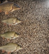 Konopie Wędkarskie 1kg 