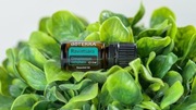 Olejek eteryczny RAVINTSARA cynamonowiec kamforowy doTERRA 5ml