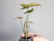 Syngonium Pink Rolli kolekcjonerskie w hydroponice 