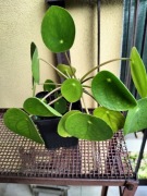 Pilea peperomioides Pieniążek