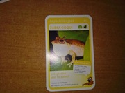 Najgłośniejsze Żabka Coqui nr 91 Super Zwierzaki Biedronka