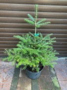 Jodła Koreańska ok. 70cm 