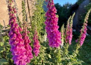 Nasiona naparstnicy Białej i różowej kolekcjonerskie