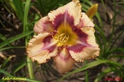 Hemerocallis / Liliowiec: Amor Arrows