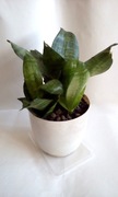 Sansevieria hahni wężownica sanseweria