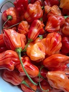 Nasiona papryka chili Capsicum Baccatum Zebrange oszałamiająco piękna