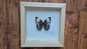 Motyl w gablotce ramce Stichophthalma sp. (oemurei) otwierana na ścianę 