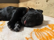 Szczeniak Rzadka Rasa Aussiedoodle