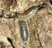 Protacheonisus sp. China 