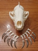 Czaszka borsuka + zestaw pazurów (Nie czaszka lisa)