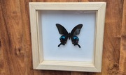 Motyl w gablotce ramce Papilio arcturus otwierana na ścianę 