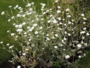 Firletka omszona biała / Silene coronaria Alba