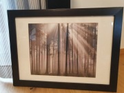 LAS o świcie - Fotografia  w oprawie 78 x 58 cm