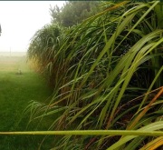 Miskant Olbrzymi sadzonki