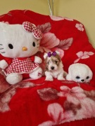 Golddust Yorkshire Terrier 