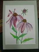 Akwarela kwiat rudbekia