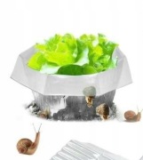 Osłona na rośliny kołnierz przeciw ślimakom plastikowy przezroczysty