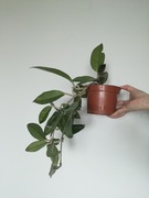 Hoya carnosa sadzonka ok. 40cm