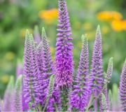 Przetacznik kłosowy miododajna roślina do ogrodu odporna na suszę- sadzonka