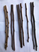 Zrazy do szczepienia: stare odmiany drzew owocowyc