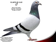 Oryg. M. i S. Sołdańscy (Wnuk 2 Asa Polski)