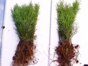 Tuja Smaragd 15-22 cm sadzonka goły korzeń 0,59 zł