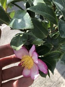 Kamelia kwitnąca jesienią i zimą Rainbow 100 cm do -18 C