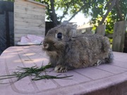 Króliki samiec i samiczka 4 sztuki w cenie